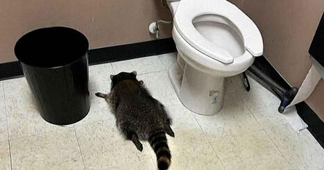 Viinakauppaan sammunut pesukarhu on sarjamurtautuja | Uutisia lyhyesti | Yle | 1Uutiset - Lukemisen tähden | Scoop.it