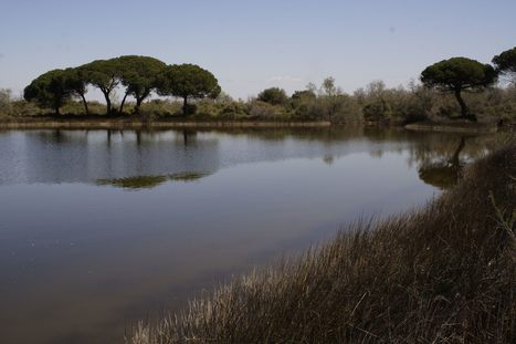 La Camargue gardoise Grand Site de France ! | Biodiversité | Scoop.it