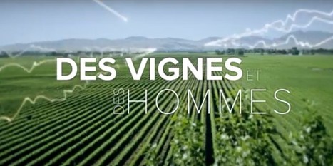 ARTE | Des vignes et des hommes - cepdivin.org - les imaginaires du vin | World Wine Web | Scoop.it