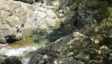La forêt corse menacée par le changement climatique - ici | Changement climatique & Biodiversité | Scoop.it