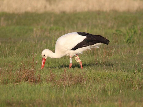 Les cigognes blanches ajustent leur comportement de recherche de proies en r&eacute;ponse &agrave; la s&eacute;cheresse - Observatoire des sciences de l'environnement de Rennes | Biodiversit&eacute; | Scoop.it