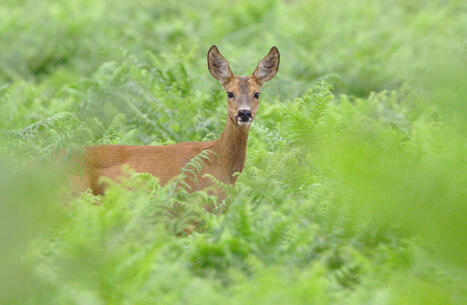 Le charme discret des ongul&eacute;s sauvages : 3 fiches &agrave; d&eacute;couvrir !&nbsp;Fondation pour la recherche sur la biodiversit&eacute; | Biodiversit&eacute; | Scoop.it