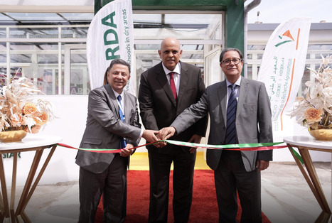 L’ICARDA et l’INRA inaugurent l’African Breeding Accelerator | CIHEAM Press Review | Scoop.it