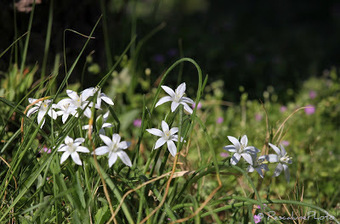 Flore de Camargue: Ornithogalum umbellatum, Dame de onze heures | Camargue Nature | Scoop.it