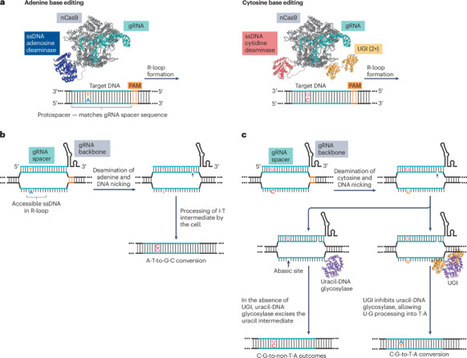 Precision genome editing with DNA base editors | Nrmp | RMH | Scoop.it