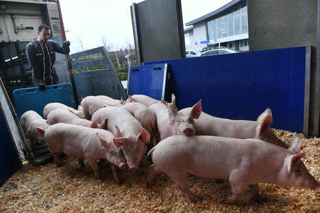 En Bretagne, le lobby du cochon crée la polémique avec sa course à pied, la Pig & Run | Revue de presse du Centre de doc | Scoop.it