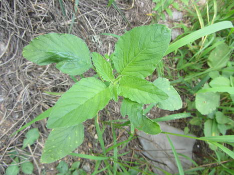 Edible Wild Plants | Eco-Friendly Lifestyle | Scoop.it