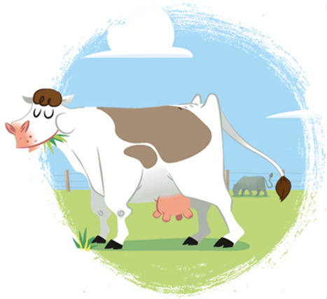 Belgique : Marguerite Happy Cow | Lait de Normandie... et d'ailleurs | Scoop.it