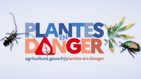 &laquo; Plantes en danger &raquo; : une campagne de sensibilisation pour pr&eacute;server la sant&eacute; des plantes | Biodiversit&eacute; | Scoop.it