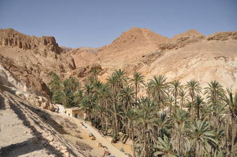FEMMES : Climat et économie verte : un appel à projets pour les JEUNES dans 7 régions du Sud tunisien | CIHEAM Press Review | Scoop.it