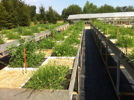 60 ans que l'agriculture a tout faux | La Sagesse de la Nature | Scoop.it