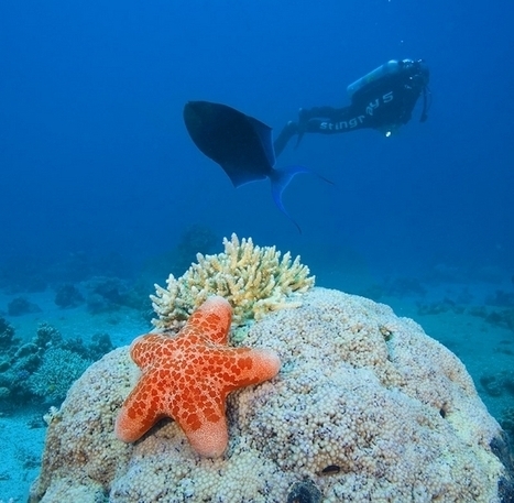 A MUST SEE 40+ Startling Example Of Underwater Photography | savedolphinsph