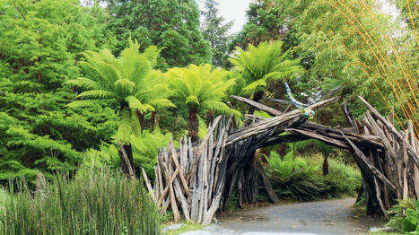 Dans ce jardin paléobotanique, on remonte le temps jusqu’aux étonnants végétaux d’il y a 300 millions d’années | Les Colocs du jardin | Scoop.it
