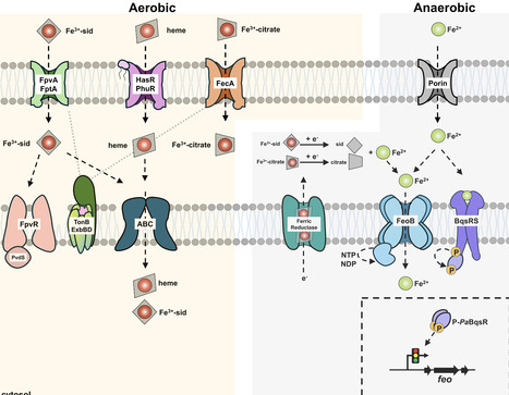 The response regulator BqsR/CarR controls Fe2+ acquisition in Pseudomonas aeruginosa | Ncm | RMH | Scoop.it