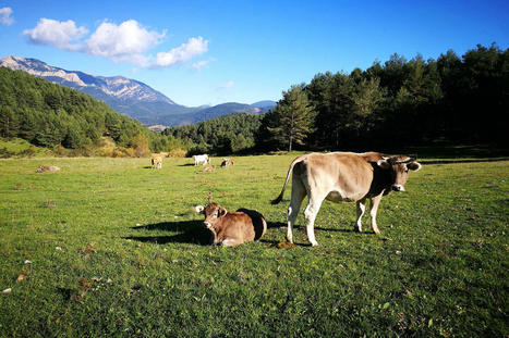Renouvellement d’un projet pour lutter contre la tuberculose bovine dans les Pyrénées | Alimentation Santé Environnement | Scoop.it