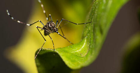 HEALTH: France grapples with surging tropical diseases amid spread of tiger mosquitoes  | DURABILITES | Scoop.it