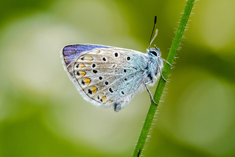 Pour #préserver la #biodiversité, les #écologues passent avant les #urbanistes | RSE et Développement Durable | Scoop.it