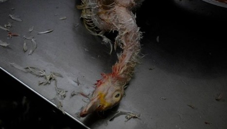 Abattoir clandestin démantelé à la Courneuve : l'odeur des cadavres m'a soulevé le coeur | La Gazette des abattoirs | Scoop.it