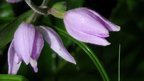 Rare orchid blooms in woodland | World Science Environment Nature News | Scoop.it