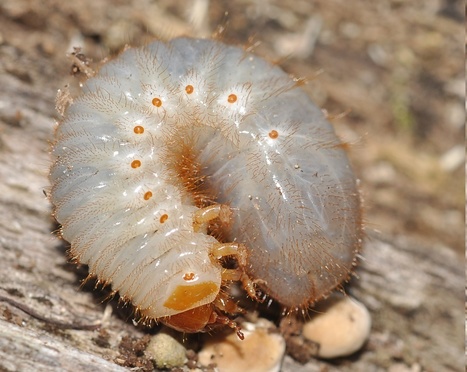La larve de cétoine, "ver blanc" malgré elle | Variétés entomologiques | Scoop.it