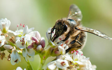 Une étude qui vient d'être publiée démontre que les bandes fleuries augmentent les chances de nidification des abeilles sauvages | Histoires Naturelles | Scoop.it