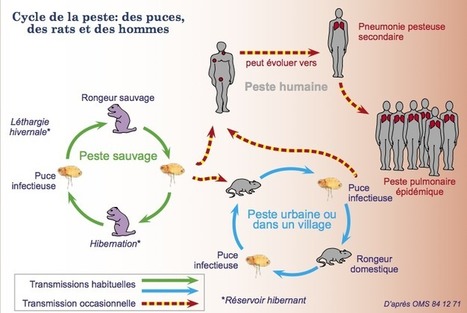 Chine. Alerte à la peste bubonique | EntomoScience | Scoop.it