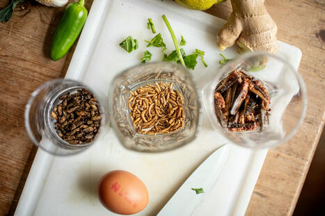 Alimentation : Un rapport parlementaire sur les protéines vise à transformer les habitudes alimentaires des Français | ITERG - Nutrition, Santé et Biochimie des Lipides | Scoop.it