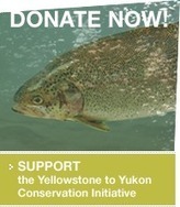 Yellowstone To Yukon Conservation Initiative - Conservation News | BIODIVERSITY IS LIFE  – | Scoop.it