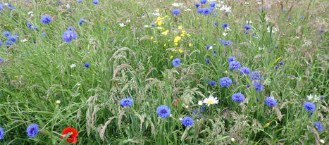 Nature project set to offer wildlife a helping hand - GCV Green Network | World Science Environment Nature News | Scoop.it