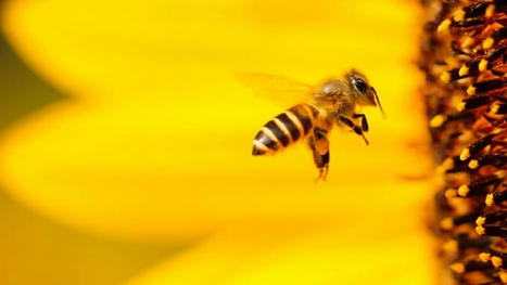 Heat Waves Reduce Bees’ Ability to Pollinate Plants - The Good Men Project | Operation Deimos | Scoop.it
