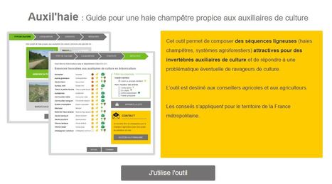 Auxil'haie : Guide pour une haie champêtre propice aux auxiliaires de culture | ECOLOGIE - ENVIRONNEMENT | Scoop.it