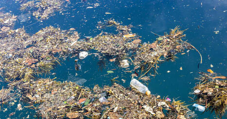Les microplastiques alt&egrave;rent la capacit&eacute; des oc&eacute;ans &agrave; absorber le dioxyde de carbone de la Terre | Biodiversit&eacute; - @ZEHUB on Twitter | Scoop.it