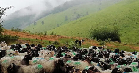 Pyr&eacute;n&eacute;es&nbsp;: le casse-t&ecirc;te des &eacute;leveurs face aux nouvelles r&egrave;gles europ&eacute;ennes sur les p&acirc;turages | Environnement | Scoop.it