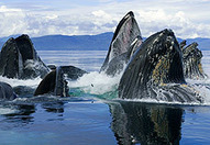 Counting Species: What It Says About Human Toll on Wildlife | OUR OCEANS NEED US | Scoop.it