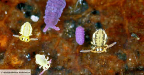 La biodiversit&eacute; des sols, ce "monde cach&eacute;" sous nos pieds, &eacute;valu&eacute;e &agrave; l'&eacute;chelle mondiale pour mieux la prot&eacute;ger | EntomoNews | Scoop.it