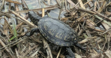 Allemagne. Des tortues cistudes mulhousiennes relâchées en Rhénanie-Palatinat | Alsace Actu | Scoop.it
