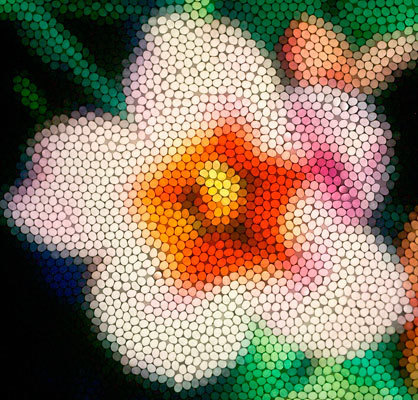 Bees' Flower Power | Science News | Scoop.it