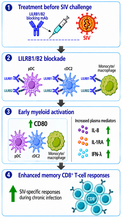 Lever les freins my&eacute;lo&iuml;des LILRB1 et LILRB2 am&eacute;liore la r&eacute;ponse immunitaire au SIV | Life Sciences Universit&eacute; Paris-Saclay | Scoop.it