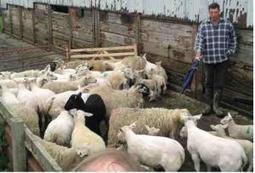 Le double étage fragilisé dans le nord de l'Angleterre - 23-10-2013 - PATRE | SCIENCES DE L' ANIMAL | Scoop.it