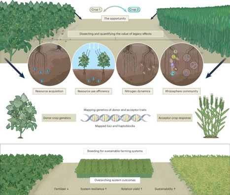 Crop legacies as genetic targets for sustainable farming systems | Plant-Microbe Symbiosis | Scoop.it
