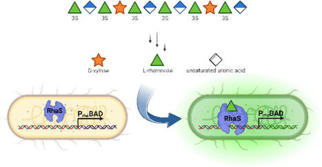 A genetically encoded L-rhamnose biosensor for monitoring marine polysaccharide depolymerization | Amb | RMH | Scoop.it