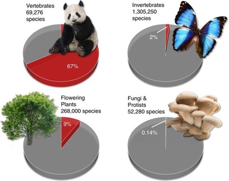 L'extinction silencieuse des invertébrés en mal de reconnaissance | EntomoNews | Scoop.it