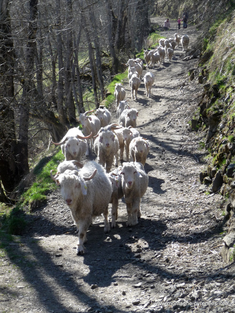 Mohair en transit sur le chemin des granges de Lurgues | Vallées d'Aure & Louron - Pyrénées | Scoop.it