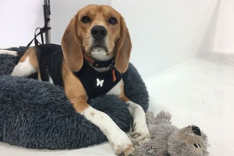 Pagaille, une chienne form&eacute;e &agrave; la d&eacute;tection des punaises de lit | Vari&eacute;t&eacute;s entomologiques | Scoop.it