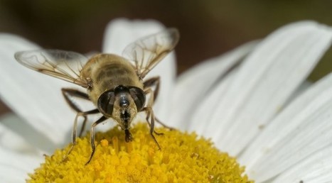 insect photography with Nikon 1 | Mirrorless Cameras | Scoop.it