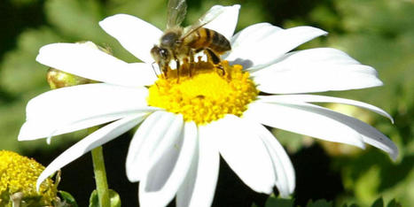 Bien choisir son miel, planter des fleurs… comment voler au secours des abeilles | Les Colocs du jardin | Scoop.it