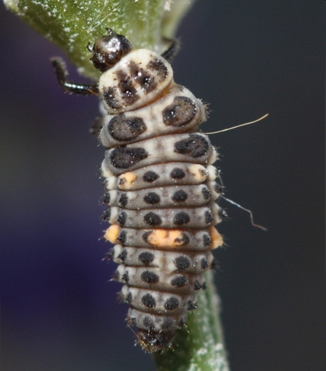 Les larves de coccinelles sont bien victimes de la protéine Bt du maïs OGM MON810 | EntomoNews | Scoop.it