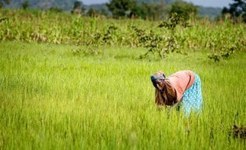 allAfrica.com: Nigeria: Rice Value Chain Initiative Launched | SRI Global News ++ March - May 2025    System of Rice Intensification (SRI) | Scoop.it