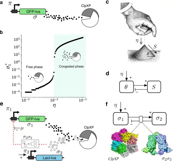 Scoopers research paper image