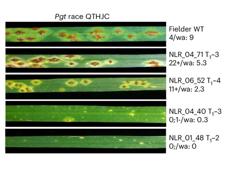 Nat Plants: Discovery of functional NLRs using expression level, high-throughput transformation and large-scale phenotyping (2025) | Publications from The Sainsbury Laboratory | Scoop.it